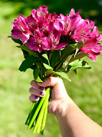 A vibrant pink alstroemeria bouquet held by a hand, outdoors on a sunny day. HD phone wallpaper