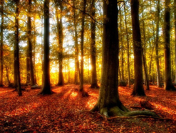 Winters Just Around the Corner, leaves, sunlight, red, trees, sky, woodland, sunrise HD wallpaper