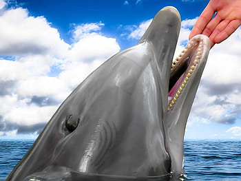 Petting the Dolphin, Hand, Sea, Water, Friends, Dolphin, Sweet, Ocean, Fish, Petting, Animal HD wallpaper