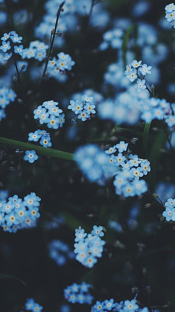 Blue Aesthetic, Blue Adorable Flowers HD phone wallpaper
