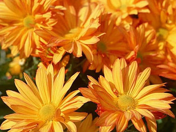 Golden Flowers, garden HD wallpaper