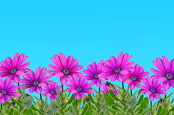 Bright purple African daisies in full bloom against a vibrant blue sky, representing spring growth. HD wallpaper