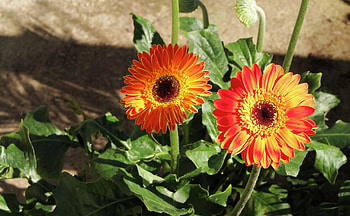 Flowers, Gerberas, Flower Bed, Flowerbed, Shadow, Sunny HD wallpaper