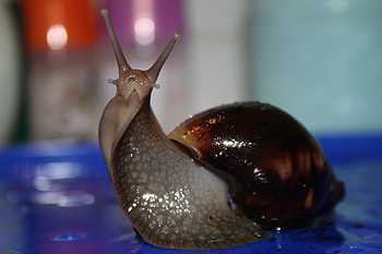 Animals, Snails HD wallpaper