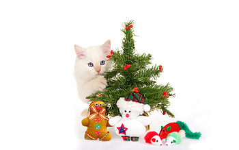 Animals, Holidays, Cats, New Year, Toys, Fir-Trees, Christmas, Xmas HD wallpaper