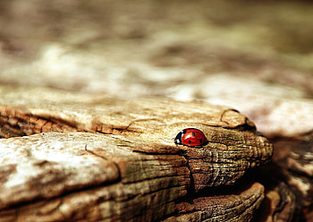 Macro, Surface, Insect, Ladybug, Ladybird HD wallpaper