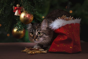 A curious cat exploring under a Christmas tree with festive decorations and a Santa bag. HD wallpaper