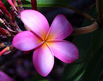 Plumeria, Pink Plumeria, pink, flower, pink flower, nature, flowers, pink flowers HD wallpaper