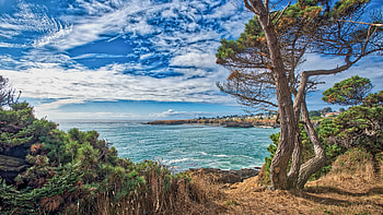 Lonesome Coast, clouds, sea, sky, tree, landscape HD wallpaper
