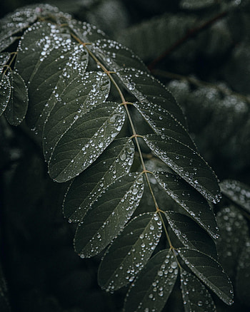 Drops, Plant, Macro, Wet, Leaflet HD phone wallpaper