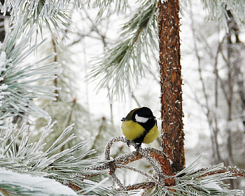 Tomtit, winter, bird, snow HD wallpaper