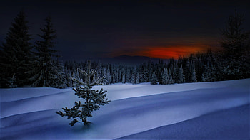 the color of night, night, winter, sky, pine branch HD wallpaper