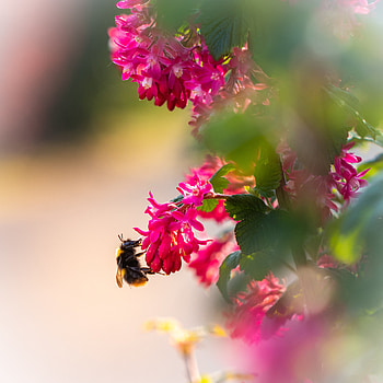 Flowers, Macro, Pollen, Bumblebee HD phone wallpaper