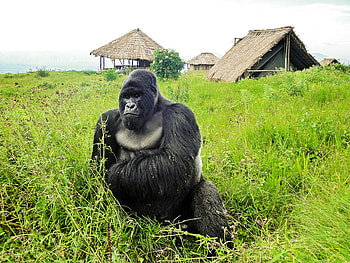 Virunga National Park, Gorilla trekking safari, Standard package, Adventure HD wallpaper
