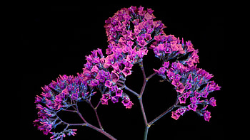 Oled Purple Flower, flowers, purple, oled, dark, black HD wallpaper
