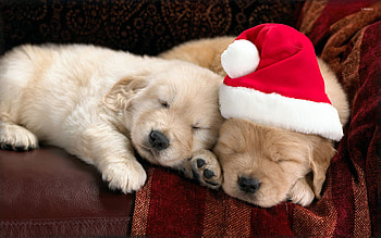 adorable puppies, puppies, hat, christmas, santa HD wallpaper