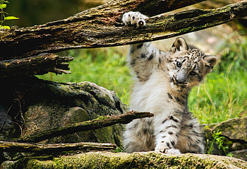 Animal, snow leopard HD wallpaper