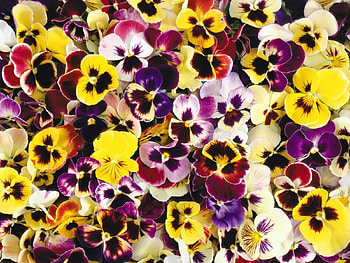 Plants, Flowers, Background, Pansies HD wallpaper