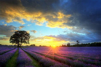 nature, field, tree, lavender HD wallpaper