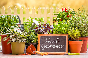 Enhance any garden, Herbs, Herb plants, Food HD wallpaper