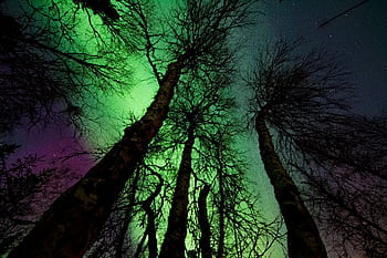 Capture of the vibrant aurora borealis with silhouetted trees under a starry night sky. HD wallpaper