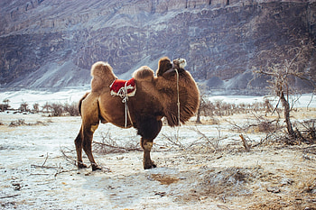 Camels HD wallpaper