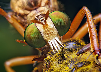 Diogmites Robber Fly, close-up, fly, bug, insect HD wallpaper