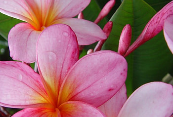 Plumeria, pink, flower, pink flower, nature, flowers, pink flowers, pink plumeria HD wallpaper