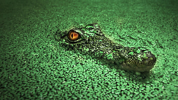 Crocodile, 1440p resolution, Stunning , Mesmerizing HD wallpaper