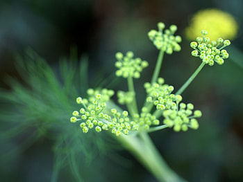 Grass, Plant, Macro, Shine, Light, Form, Stem, Stalk HD wallpaper