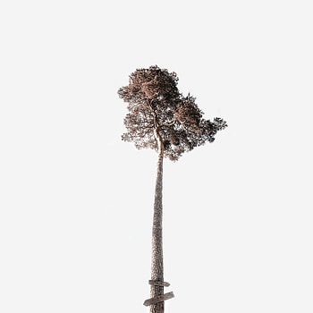 Sky, Wood, Tree, Minimalism, Krone, Crown, Trunk, High, Tall HD phone wallpaper