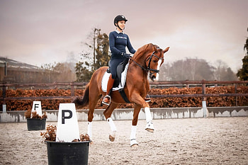 Dressage, Eventing HD wallpaper