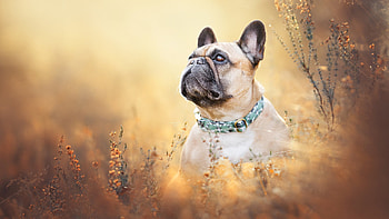 French Bulldog With Sad Face Is Looking Up In Silhouette Background Dog HD wallpaper