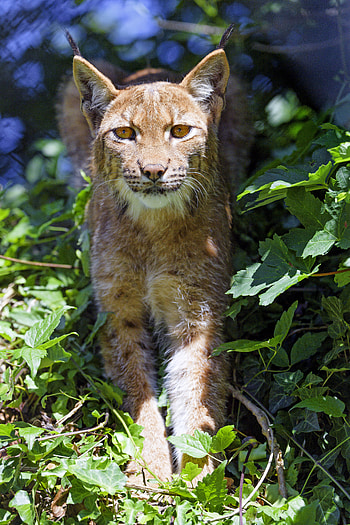 Animals, Grass, Iris, Big Cat, Sight, Opinion, Animal HD phone wallpaper