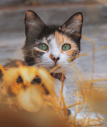 Animals, Cat, Kitty, Kitten, Eyes, Blur, Smooth, Wool HD phone wallpaper