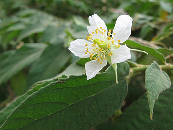 White Flower, trees, white, nature, flower HD wallpaper