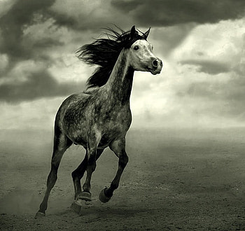 Black and White Arabian, arabian, dapple grey, horses, grey HD wallpaper