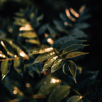 Plant, Leaves, Macro, Wet HD phone wallpaper
