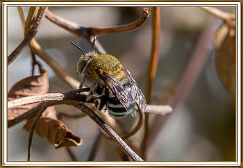 BEAUTIFUL BEE, NATURE, BEE, BEAUTIFUL HD wallpaper