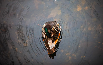 Animals, Water, Lake, Duck, Swim, To Swim HD wallpaper