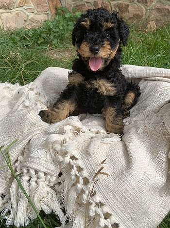 Airedoodle puppies, Stonehaven Park, Playful canines, Puppy love HD phone wallpaper