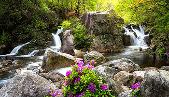 Forest paradise, creek, rhododendrons, beautiful, rocks, spring, stones, wildflowers, greenery, forest, stream HD wallpaper