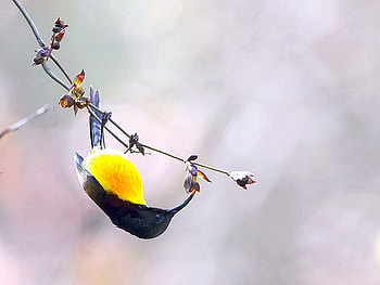 Beautiful Bird, beautifu, cool, bird HD wallpaper