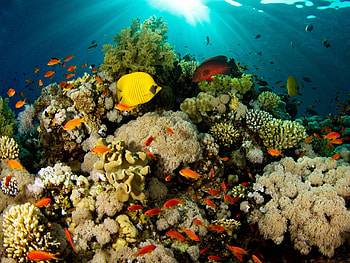 Peces tropicales - paisaje natural HD wallpaper