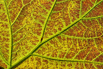 Plant, Macro, Sheet, Leaf, Veins HD wallpaper