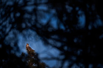 Animals, Owl, Bird, Wood, Tree, Branches HD wallpaper