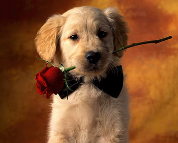 | Background ID:678636. Animal Dog HD wallpaper