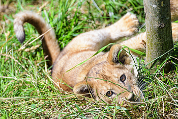 Animals, Grass, Young, Lion, Sweetheart, Nice, Joey, Lion Cub HD wallpaper