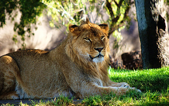 Animals, Grass, To Lie Down, Lie, Rest, Relaxation, Lioness HD wallpaper