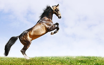 Animals, Horses HD wallpaper